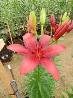 [4127 Catari Corleone VWS No102.JPG]